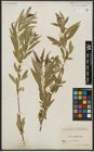 Foto von Salix acmophylla Boiss.